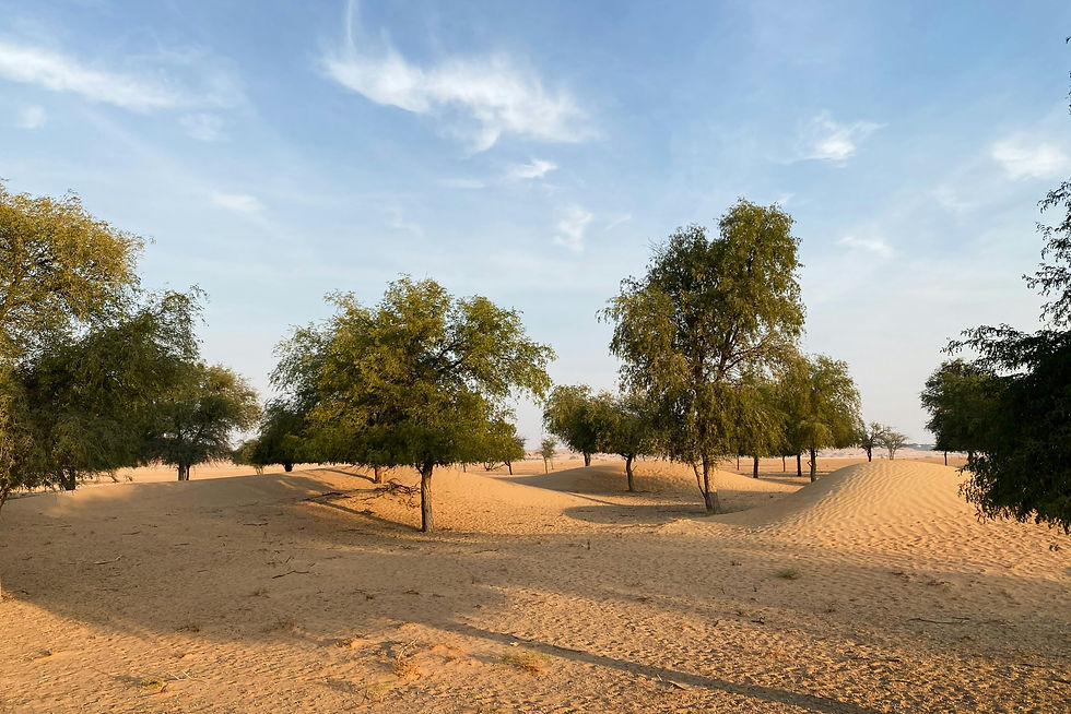 A pleasant morning in Dubai - United Arab Emirates.