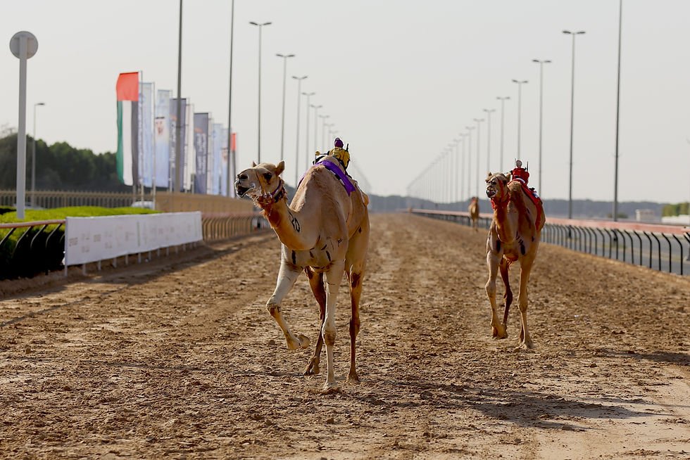 CAMEL RACE in DUBAI.jpg