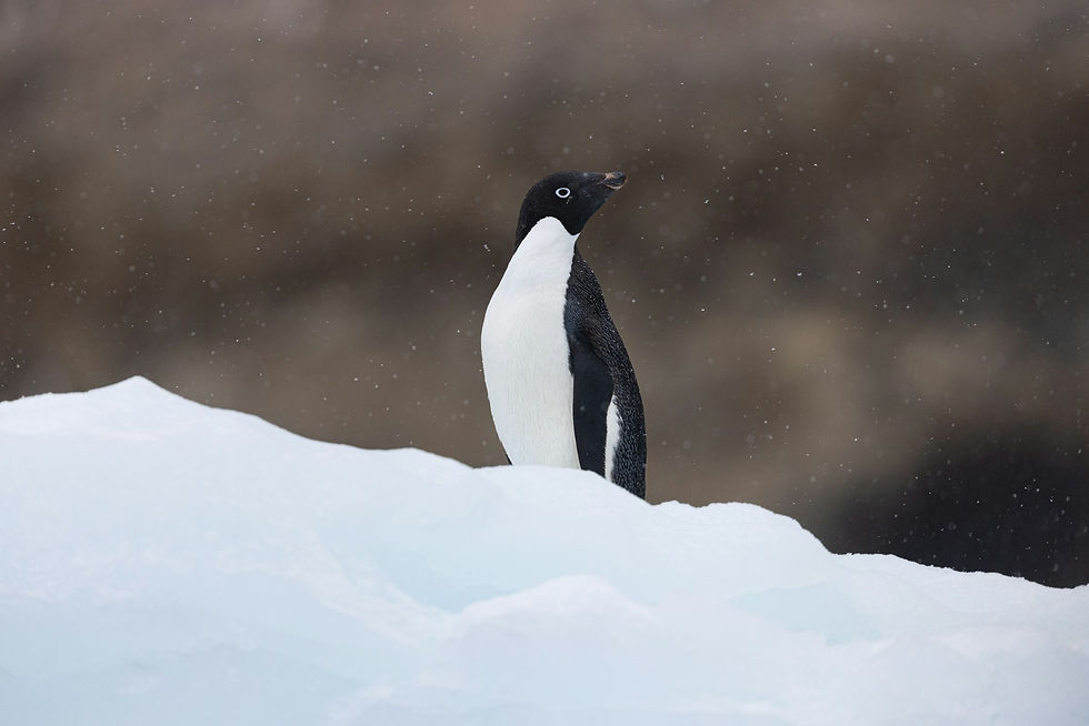 A penguin standing in snow with snowflakes falling