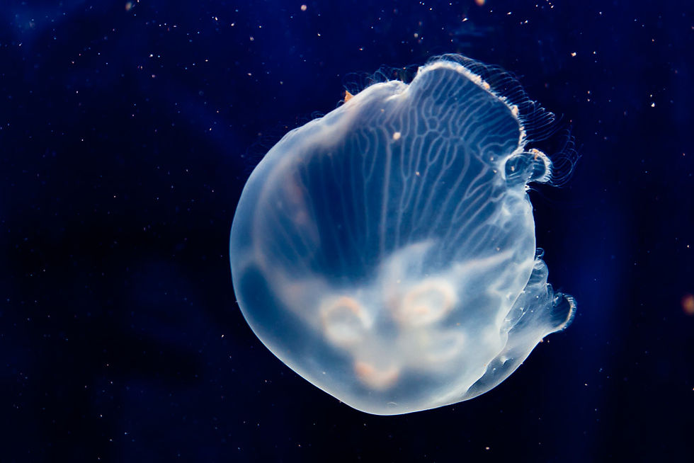 Aquarium tank with marine life
