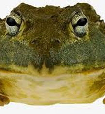 bullfrog