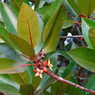 Blüte an grünem Strauch