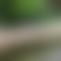 Waldwoche die Zweite