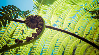 Fern-1.jpg