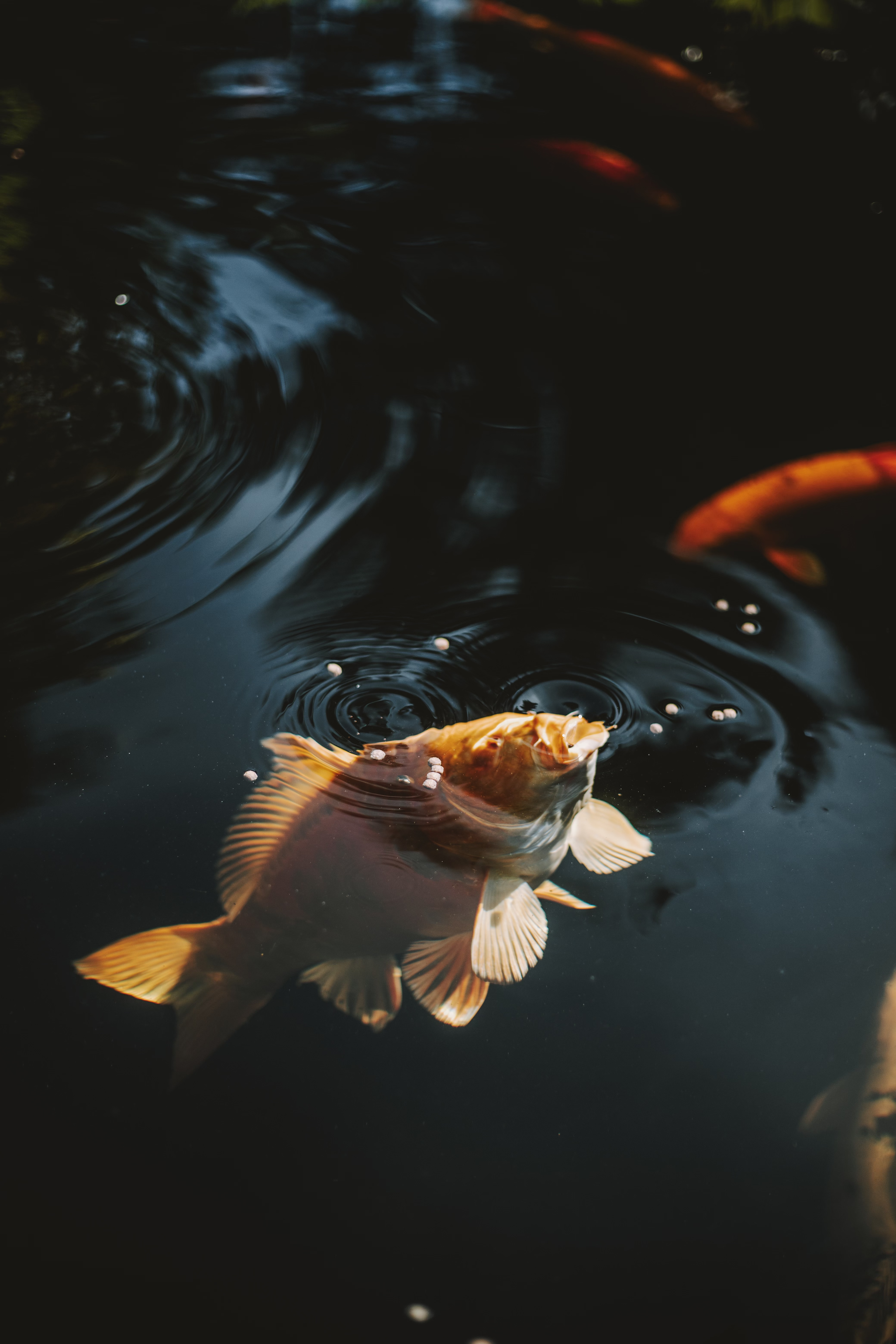 POISSON ORNEMENT 3 - 3,2 mm (15 kg)