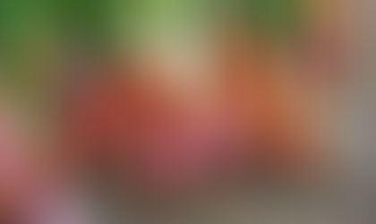 Onion Production Guide