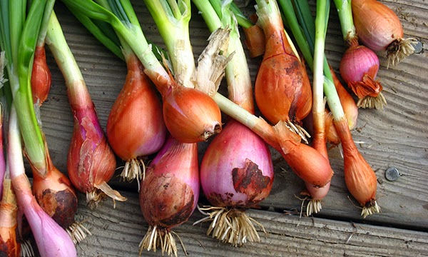 Onion Production Guide