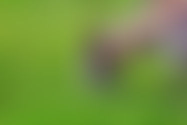 Establishing Feed Resources for Your Goats