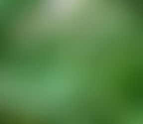 Technoguide for Ampalaya Production Part 2