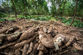Cassava Production: Harvest and Post Harvest Activities
