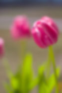 Tulip 1.jpg