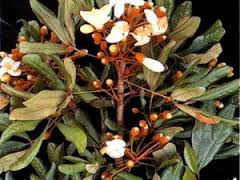 Catuaba Orgânica da Amazônia