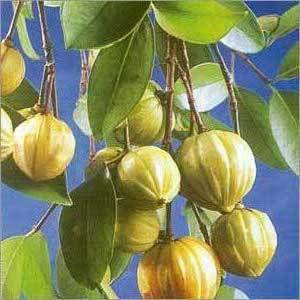 Garcinia_Cambogia do Camboja