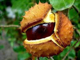 Castanha da India Fresca Orgânica