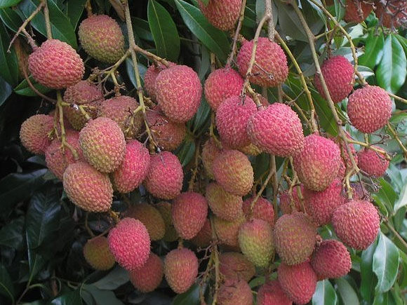 Lichia Fresca de Israel