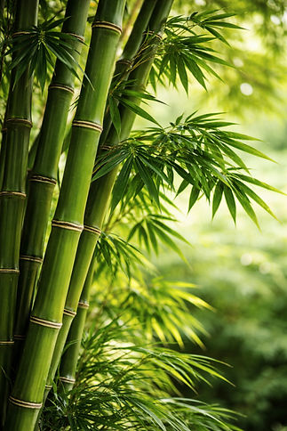 bamboo grove in daylight.jpg