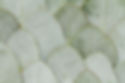 elegant-eucalyptus-background.jpg