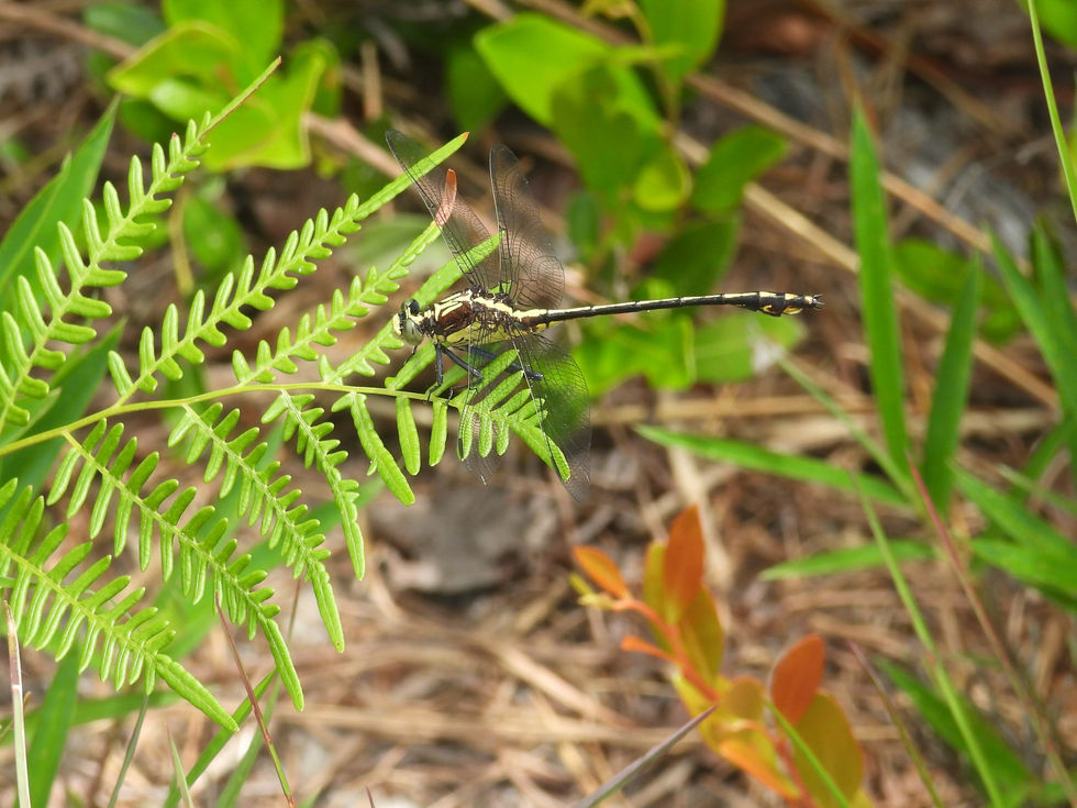 Black-shouldered Spinyleg Dragonfly. Photo taken at Carolina Sandhills NWR in South Carolina