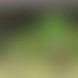 São Bernardo FC estreia na Série C contra o ABC-RN: onde assistir, escalações e horário