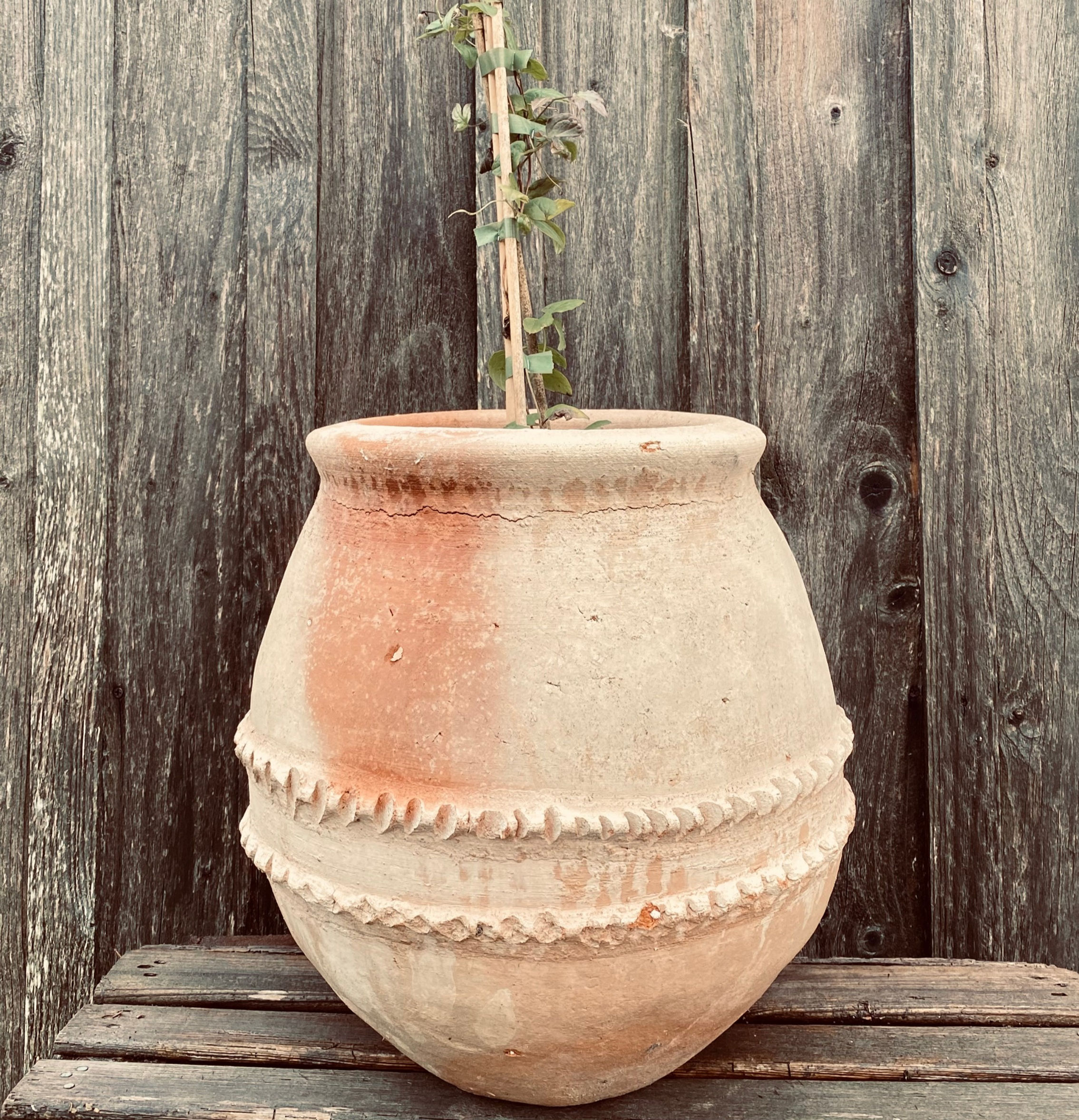 Kruka Tamegroute Serpent 2