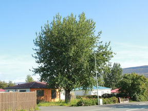 Öspin við Þingvallastræti 28