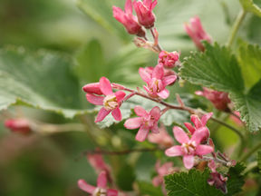 Blóðrifs ´Færeyjar´ 