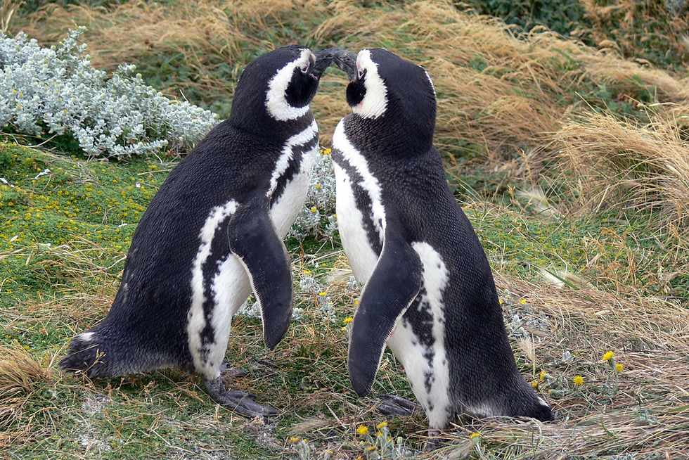 Kissing Penguins
Punta Arenas, Chile