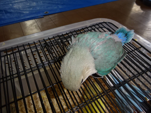 25 コザクラインコ シーグリーンオパーリン 21 8月生 フライングバードショップ インコ専門店