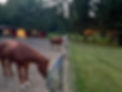 horses.jpg