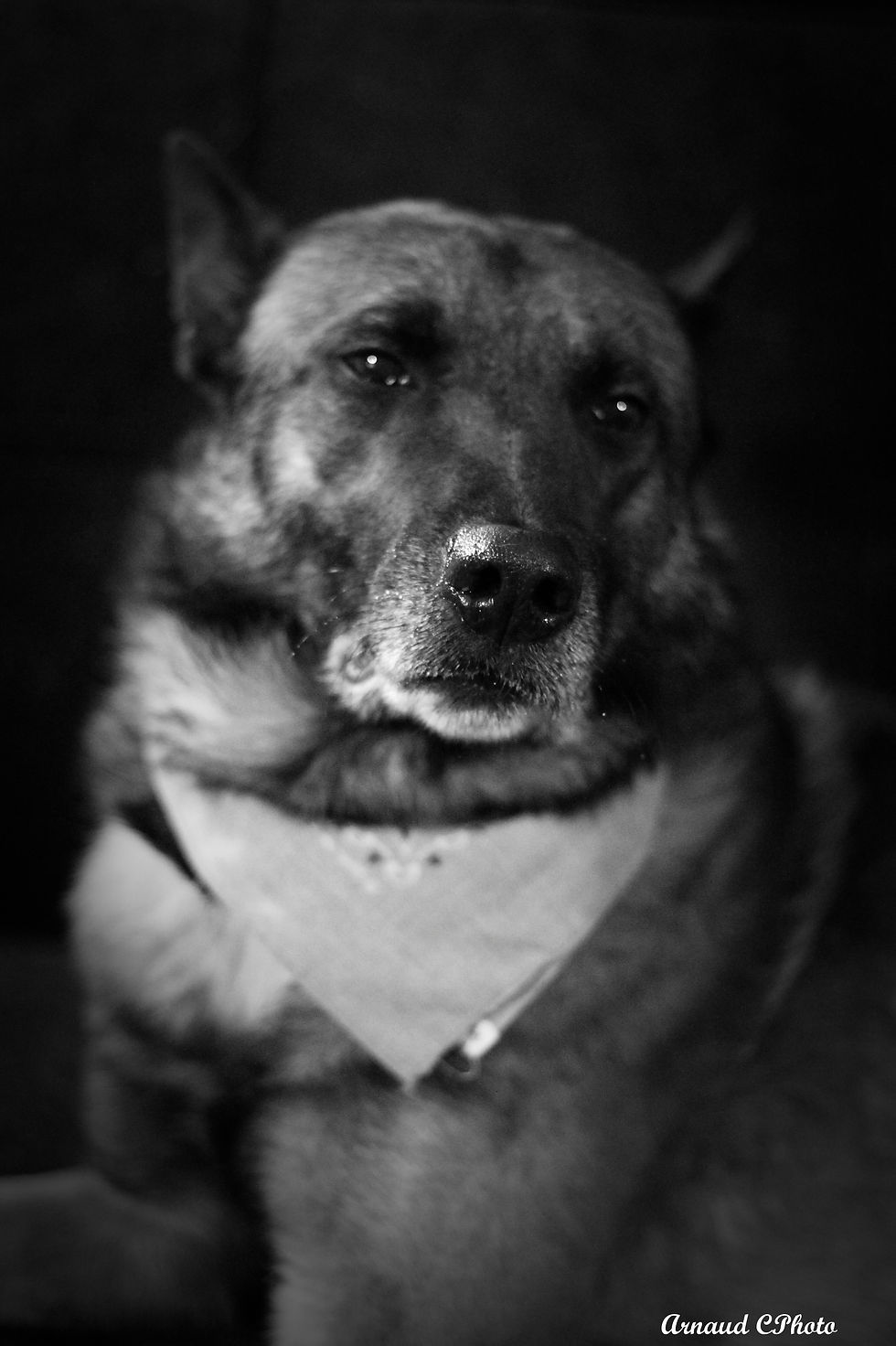 samourai Race Malinois.jpg