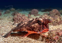 Danilchenko COCOS (15).jpg