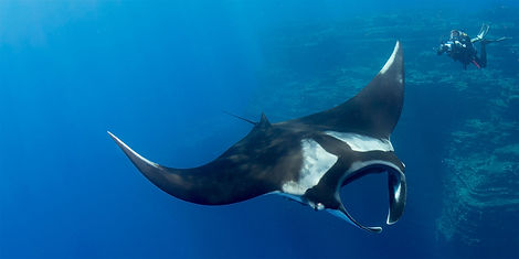 Manta-Ray-Diving-Socorro.jpg