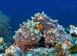 Danilchenko COCOS (5).jpg