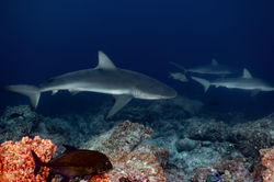 Danilchenko COCOS (11).jpg