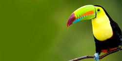 722989-toucan-costa-ricas-rainforests-an