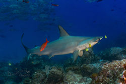 Danilchenko COCOS (30).jpg