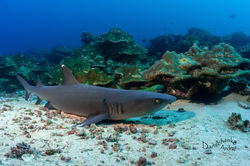 Danilchenko COCOS (2).jpg