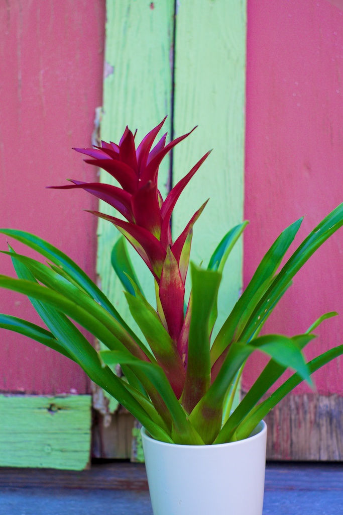 potted plants 119