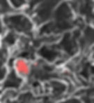 Composite (RGB) crop.jpg