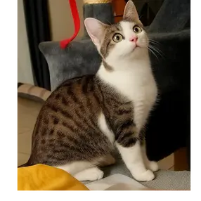 Adischatz est une femelle de 7 mois à l'adoption.