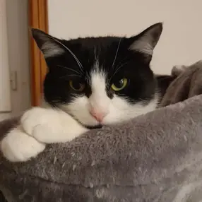 Laurette chatte 2 ans