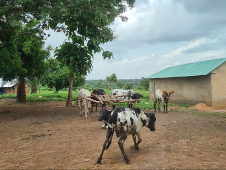 Animal Welfare as a Crucial Adaptation Strategy in the Face of Climate Change: Case of Northern Ghana