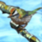 Firecrest