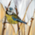 LT SQ 39 Blue Tit FRONT