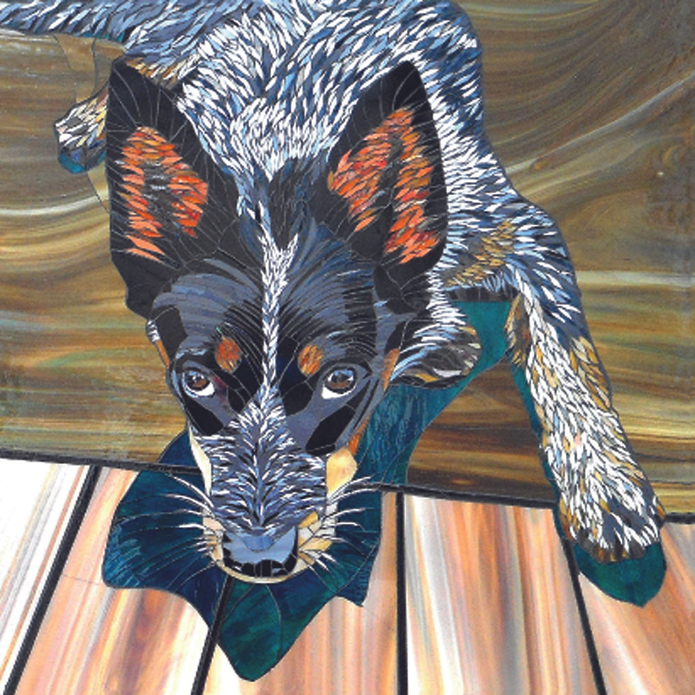 Australian Cattle Dog