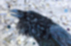 LT OB 33 Raven FRONT Better image
