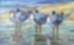 Royal Terns