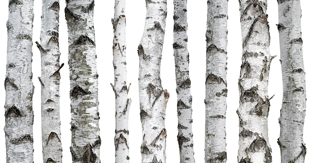 Birch Bark Extract Vegpharm Vegsci Inc