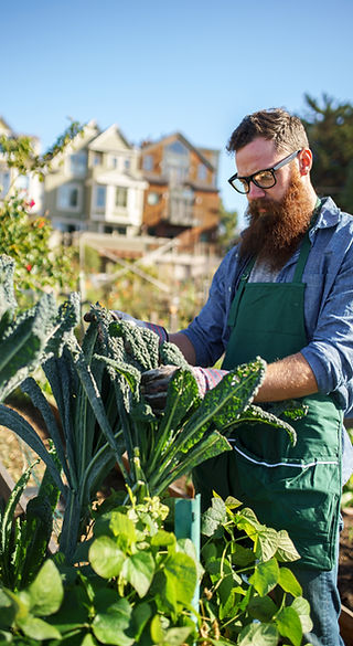 man harvesting kale | Grow for Life