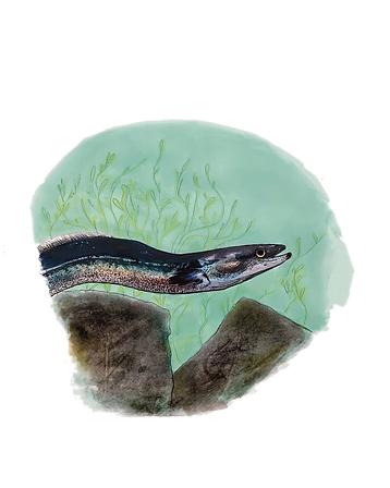 Eel Otter Illustration